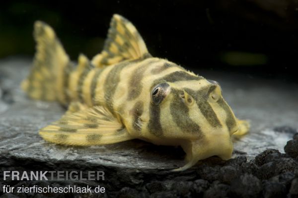 L 134 Goldtigerharnischwels - Peckoltia compta